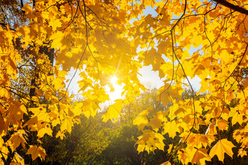 Maple leaves under evening sun in  fall