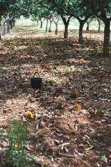 栗拾い　栗ひろい
