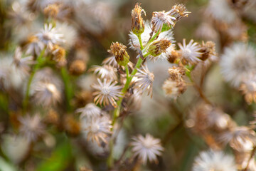 close up of pine needles