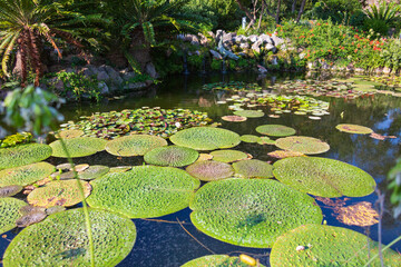 Giardini la Mortella ad Ischia. Laghetti, piante, fiori da tutto il mondo. Una vegetazione rigogliosa e un paesaggio naturale
