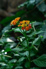 Tiny red and yellow flowers with green leaves
