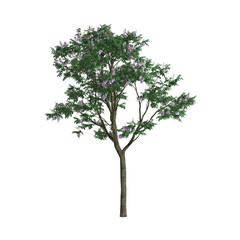 3d illustration of Lagerstroemia speciosa tree isolated on transparent background