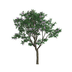 Fototapeta na wymiar 3d illustration of Lagerstroemia speciosa tree isolated on transparent background