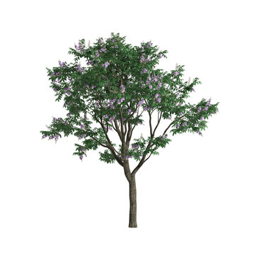 3d illustration of Lagerstroemia speciosa tree isolated on transparent background