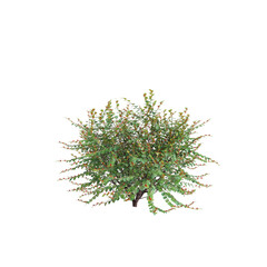 3d illustration of Breynia Vitis-Idaea bush isolated on transparent background
