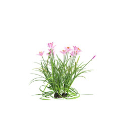 Naklejka na ściany i meble 3d illustration of pink Zephyranthes bush isolated on transparent background