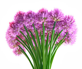 Obraz premium alium flower growing in a greenhouse