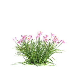 3d illustration of pink Zephyranthes bush isolated on transparent background