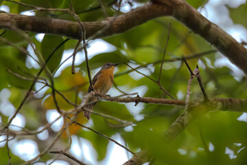 Obraz premium Brook's flycatcher (Cyornis poliogenys) or Pale-chinned blue flycatcher (Cyornis poliogenys) at Garbhanga WLS, Assam, India.