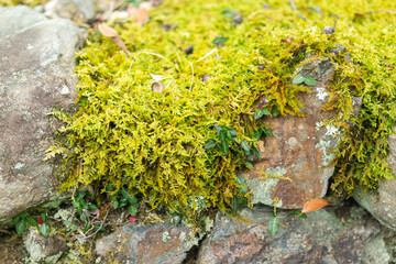 Close-up at greenery moss growth on ground in the garden. Nature and outdoor photo.