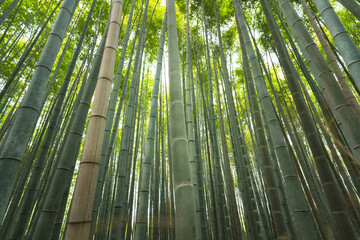 Tall bamboo tree plantation with sunlight as background at Arashiyama, the most famous tourist place in Kyoto, Japan. 
