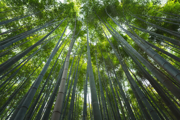 Fototapeta na wymiar Tall bamboo tree plantation with sunlight as background at Arashiyama, the most famous tourist place in Kyoto, Japan. 