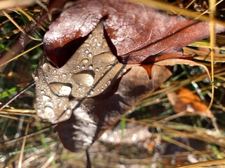 Drops of dew on fallen leaves in the autumn forest.