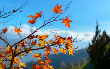 Autumn Splendor