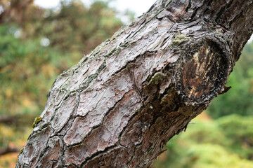 Close-up at hardwood tree trunk with roughly surface. Nature plantation part, background and...