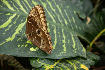 Brown Butterfly on Green Leaf
