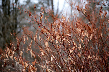 
Dried flowers in the forest closeup autumn background.