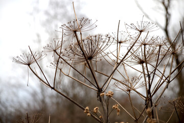 
Dried flowers in the forest closeup autumn background.