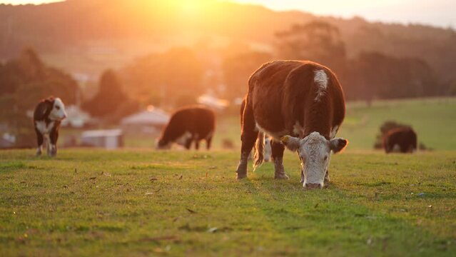 beautiful cattle in Australia  eating grass, grazing on pasture. Herd of cows free range beef being regenerative raised on an agricultural farm. Sustainable farming of food crops. Cow in field 