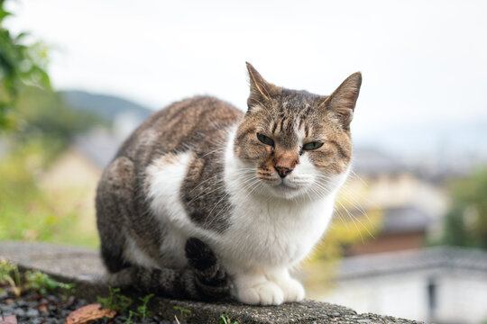 A cute local stray cat in fatty body. Animal portrait close-up photo.