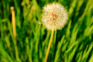 A fluffy dandelion on a green grass lawn. A large single dandelion on the bon, close-up in grass. Grass background for post, screensaver, wallpaper, postcard, poster, banner, cover, website