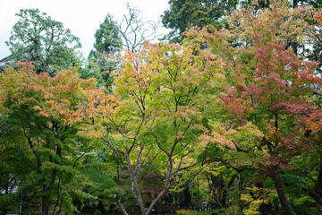 Fototapeta na wymiar Bright red and orange tree leaf in autumn season. Natural background photo scene. Close-up and selective focus.