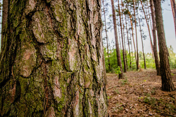 brown bark texture of a pine tree in the forest
