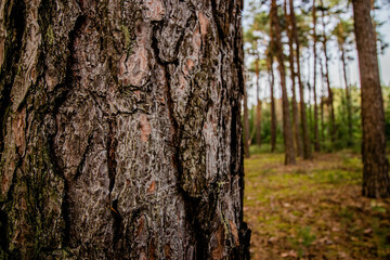 brown bark texture of a pine tree in the forest
