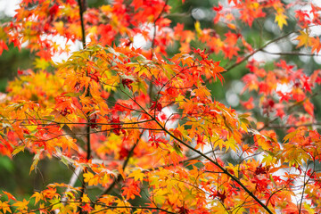 Bright red and orange tree leaf in autumn season. Natural background photo scene. Close-up and selective focus.