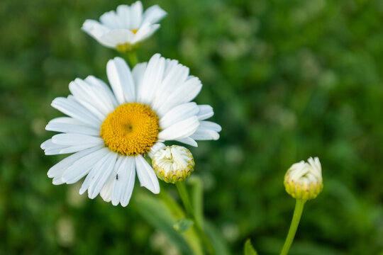Blooming daisy on blurred green background. Chamomile with white petals for poster, calendar, post, screensaver, wallpaper, postcard, banner, cover, website. High quality photo