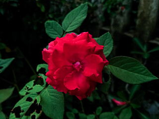 red rose in the garden