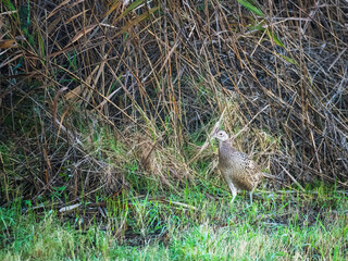 Pheasant hen walking and lurking for food