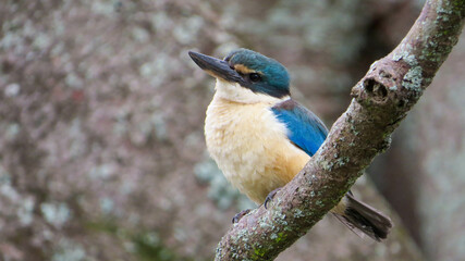 Naklejka premium Common kingfisher bird leaning on a branch