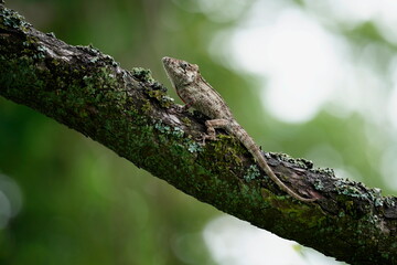 Anolis barbatus (western bearded anole) is a species of anole lizard from Western Cuba. The length of many lizards toes and limbs can often tell where specific lizards spend their time.