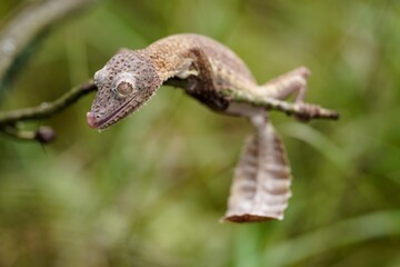 Henkel's leaf-tailed gecko (Uroplatus henkeli ), also known as Henkel's flat-tailed gecko or the...