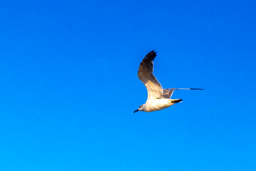 Flying seagulls birds with blue sky background clouds in Mexico.
