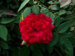red rose flower