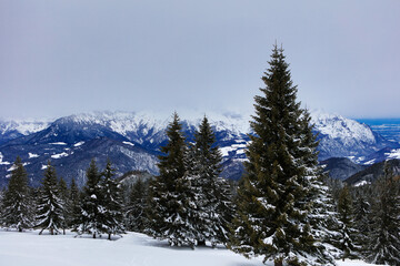 Germany Winter forest in the Oberammergau region on a sunny winter day
