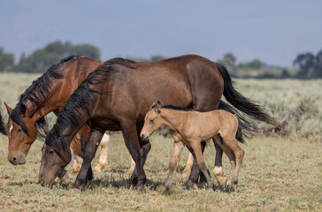 Wild Horse Mare and Foal in Summer in the Wyoming Desert