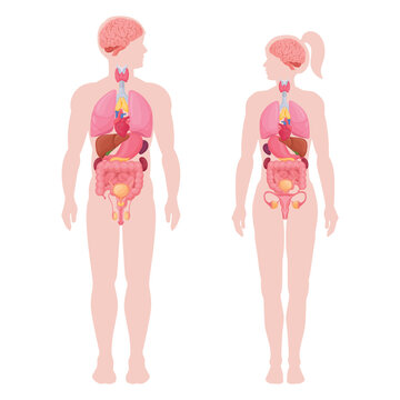 Human body infographic. Cartoon man and woman anatomy internal organs, lungs, brain and heart location in body flat vector illustration set