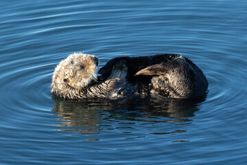 Sea otter (Enhydra lutris) Floating on its back, in Morro Bay, California.
