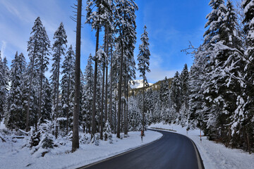 Germany Winter forest in the Oberammergau region on a sunny winter day