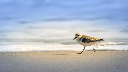 Not being a bird expert, this is either a plover, sand piper or maybe a sanderling.  Shorebirds along the Atlantic Ocean at Assateague Island MD in late October.  Wildlife along the beach and waves.