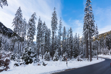 Germany Winter forest in the Oberammergau region on a sunny winter day