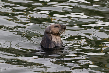 Sea otter (Enhydra lutris) in Morro Bay, California. Head visible above the water.
