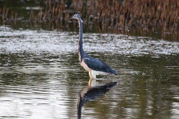 Closeup of Great Blue Heron (Ardea herodias) standing in marshland pool, on the island of Aruba. 

