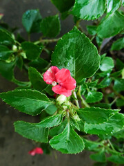 red rose bush