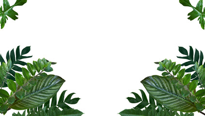 Frame of beautiful big-leafed green bushes Monstera pinnatipartita, Calathea ornata, Philodendron Xanadu, Philodendron Florida Green leaf, zamiifolia. Isolated on white background, PNG, panorama.