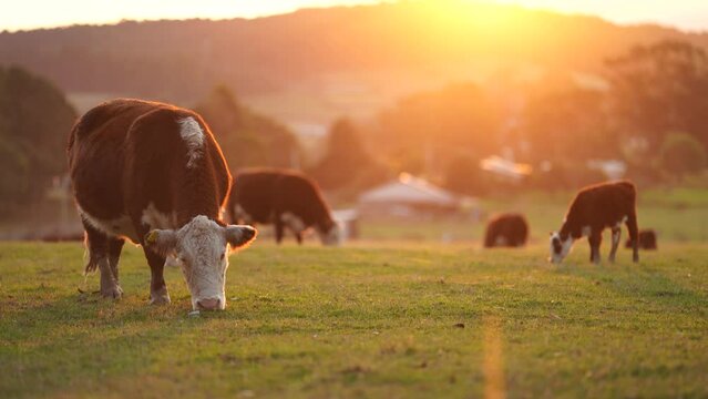 beautiful cattle in Australia  eating grass, grazing on pasture. Herd of cows free range beef being regenerative raised on an agricultural farm. Sustainable farming of food crops. Cow in field 