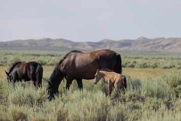 Wild Horse Mare and Foal in Summer in the Wyoming Desert